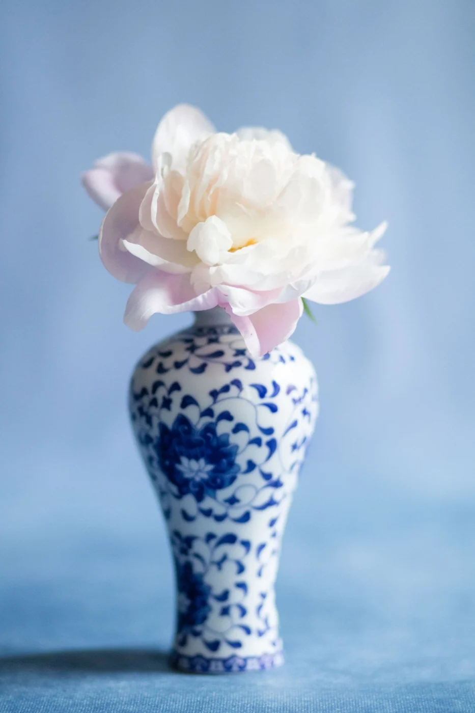 Delicate white peony flower in a classic blue and white porcelain vase against a soft blue background.