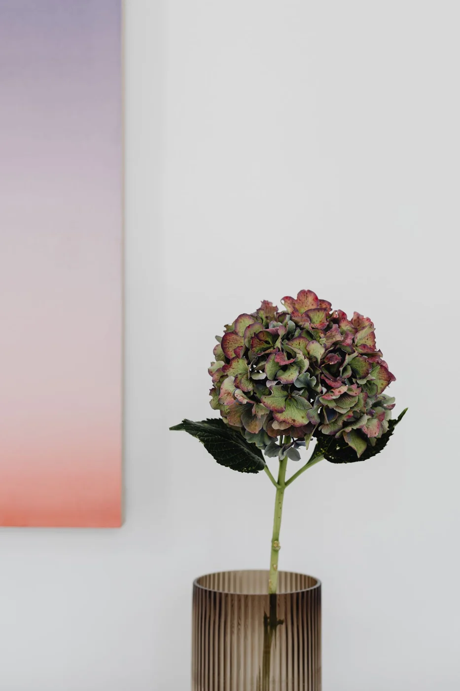 A stunning hydrangea flower in a glass vase against a soft gradient background. Perfect for home decor themes.