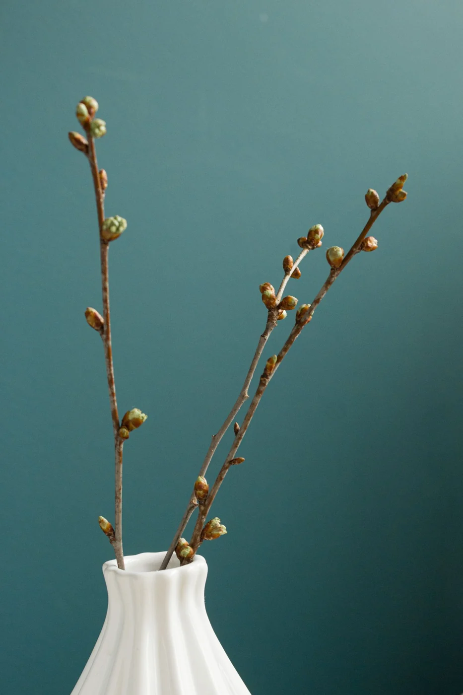 Budding branches in a small white vase against a green wall.