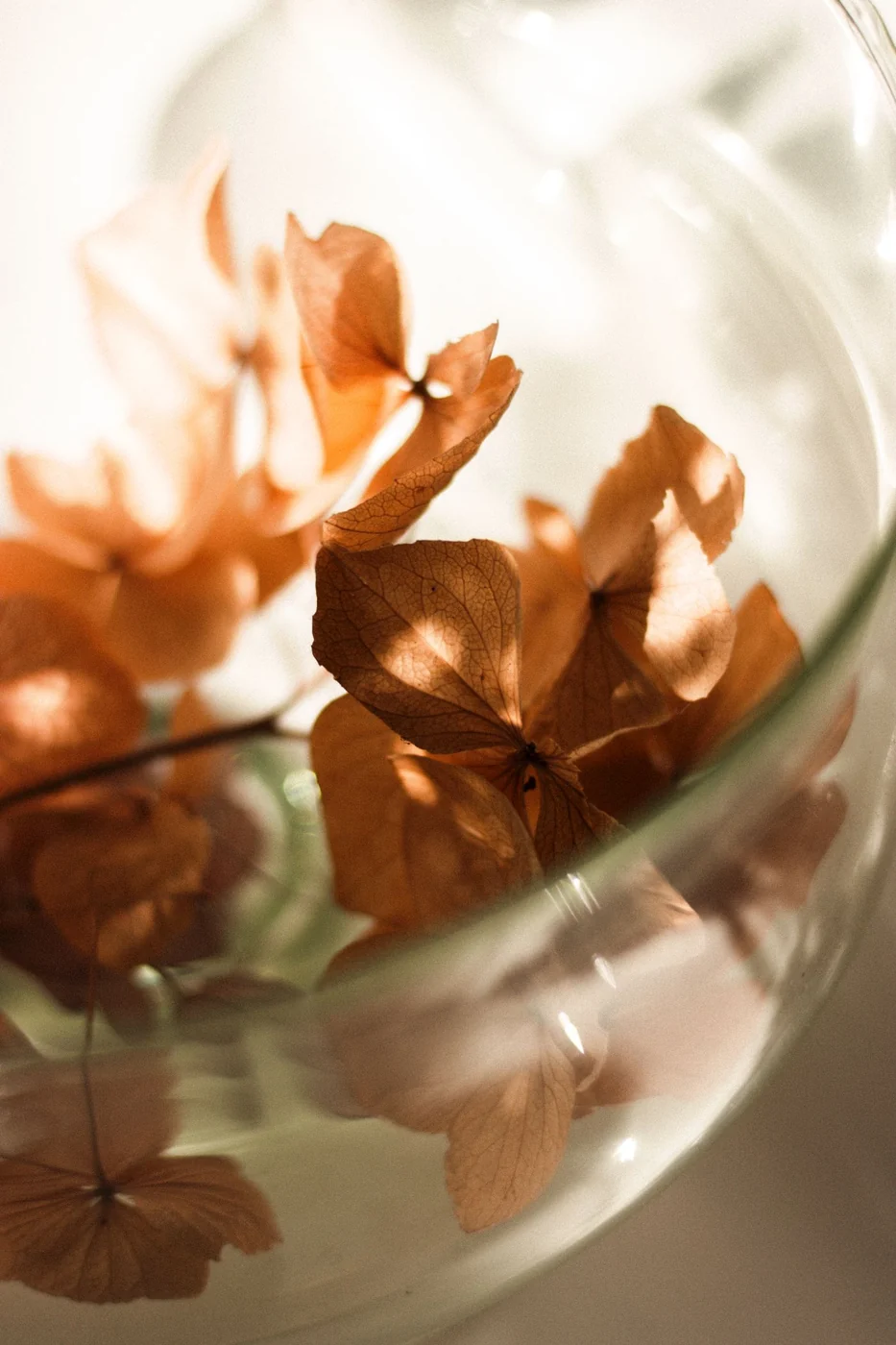 Aesthetic close-up of dried hydrangea flowers elegantly arranged in a clear glass vase, capturing soft, natural sunlight.