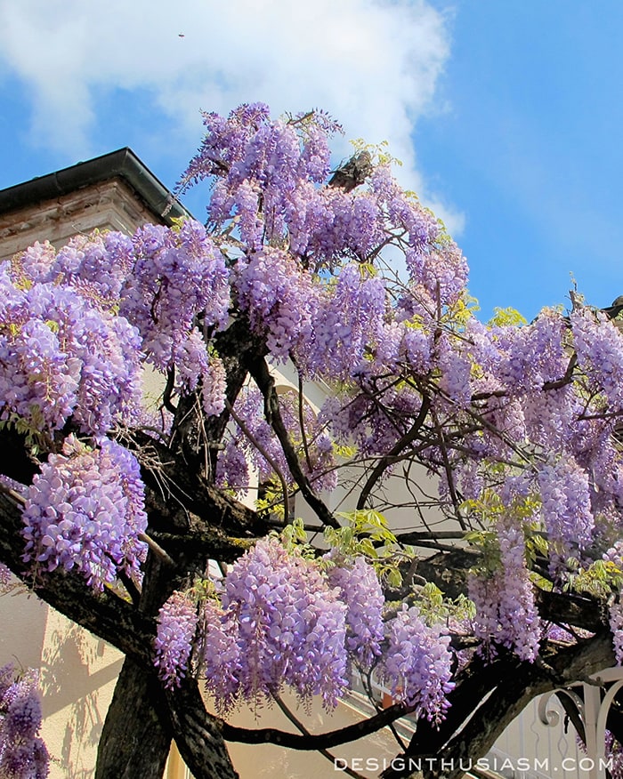 Pienza wisteria