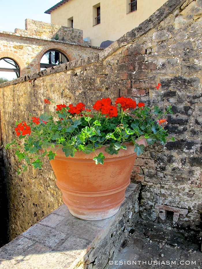 Pienza flowers