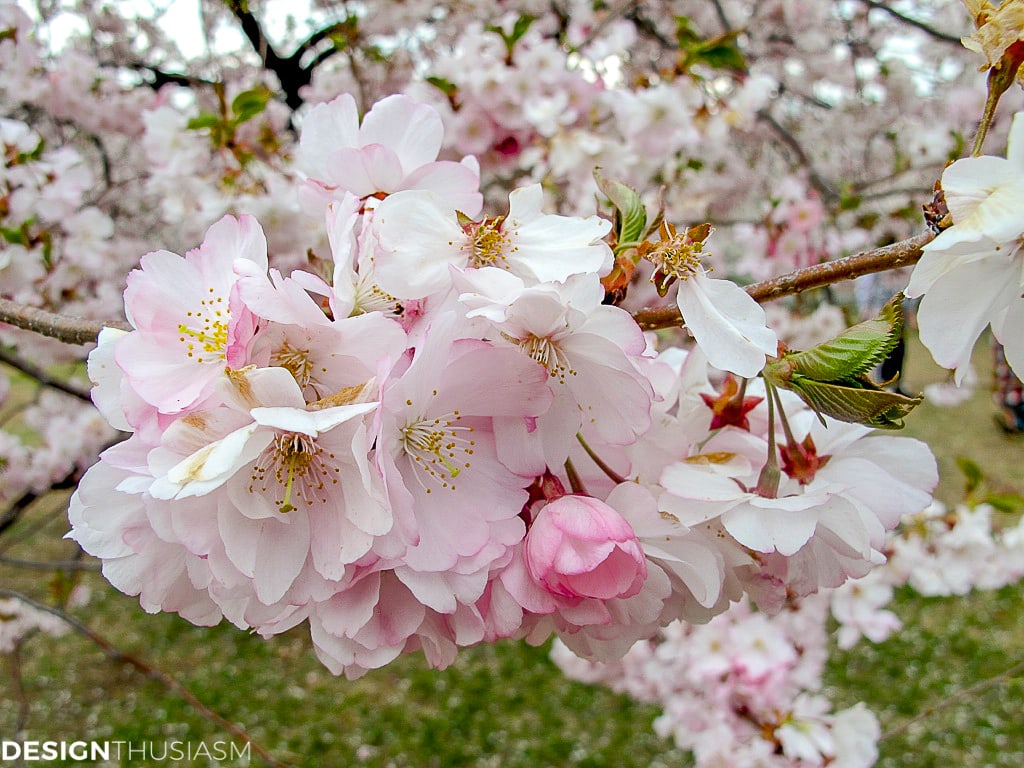 Cherry blossom branches and tablescapes