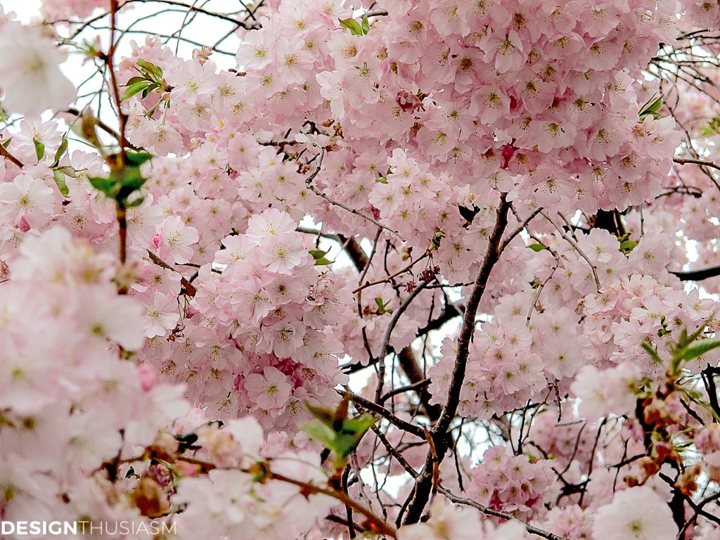 Cherry blossom branches and tablescapes