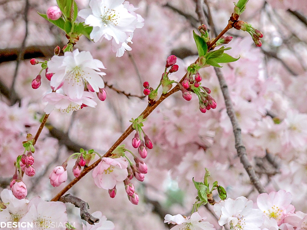 Cherry blossom branches and tablescapes
