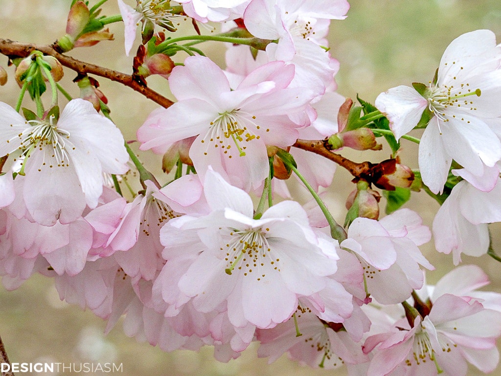 Cherry blossom branches and tablescapes