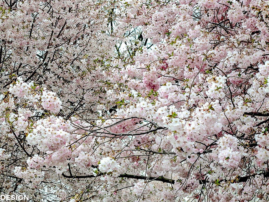 Cherry blossom branches and tablescapes