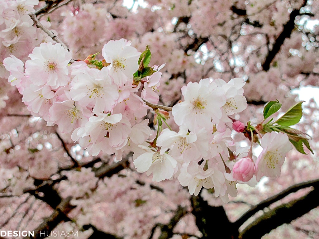 Cherry blossom branches and tablescapes