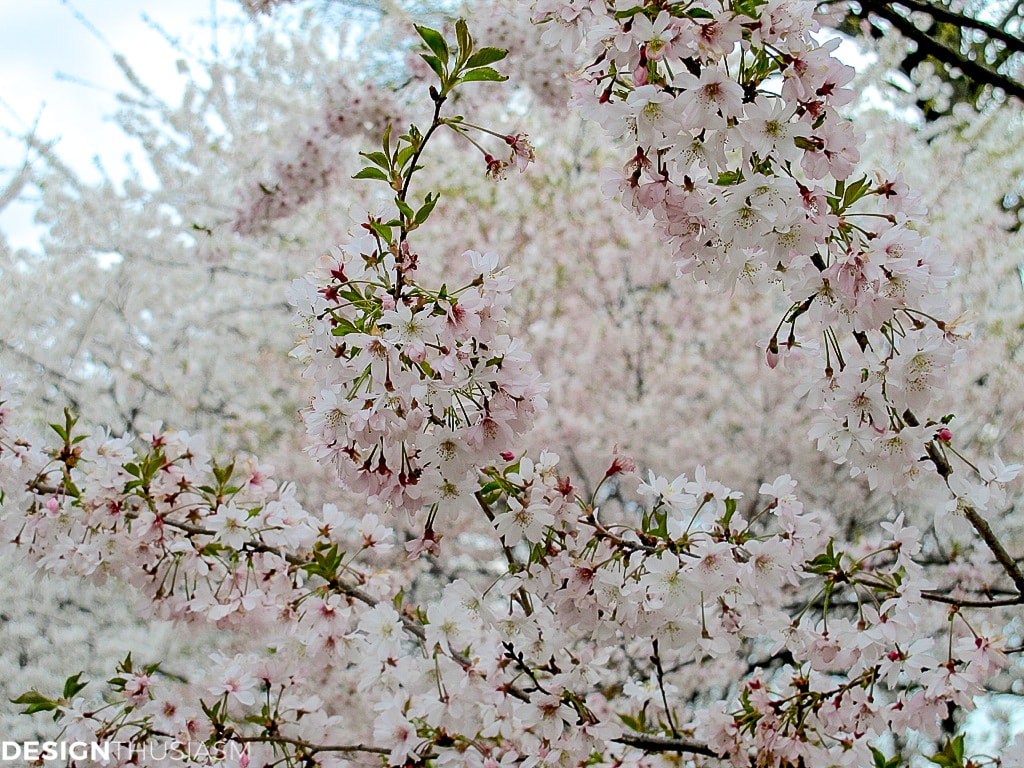 Cherry blossom branches and tablescapes