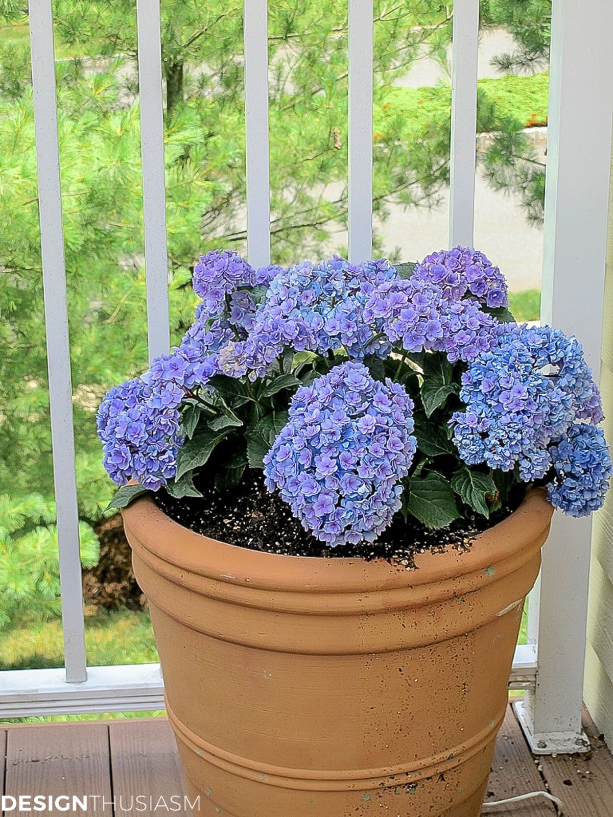 hydrangeas on the patio