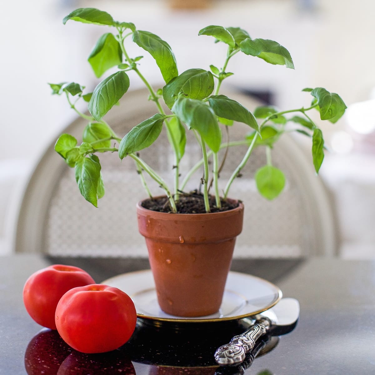 Home Style Saturdays 32 | High Hopes for Starting My Garden