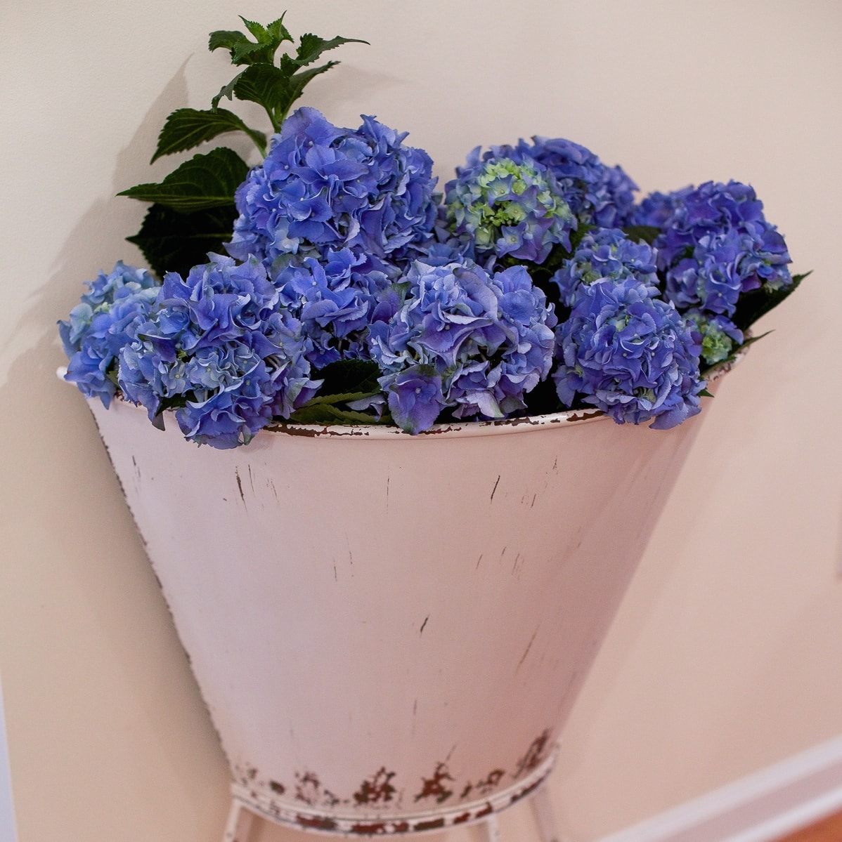 Blue hydrangea in a metal planter - terilynadamsblog.com