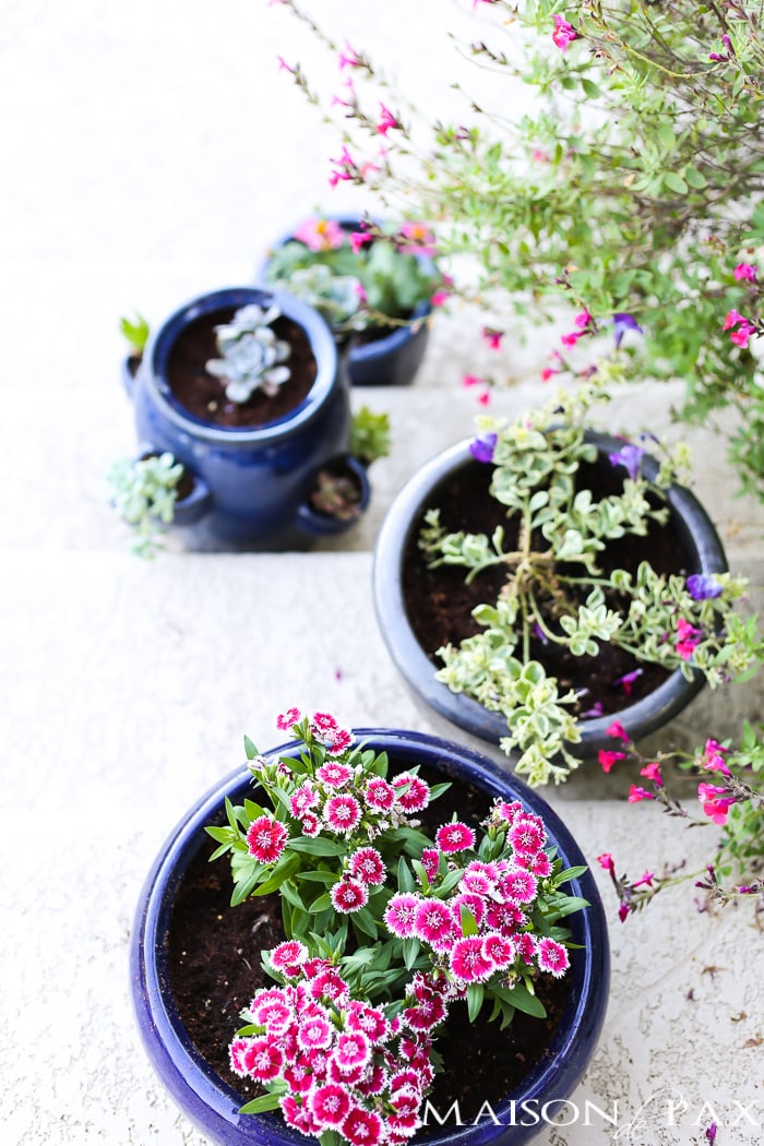 Maison de Pax | Tips for Pretty Potted Plants