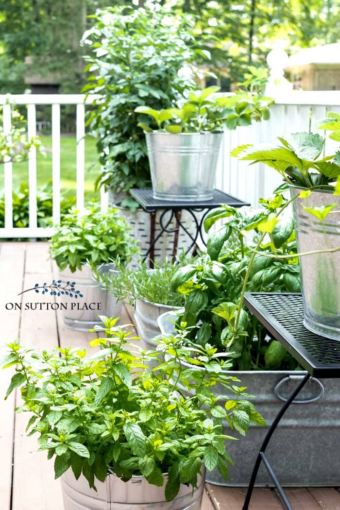 on sutton place midsummer herb garden