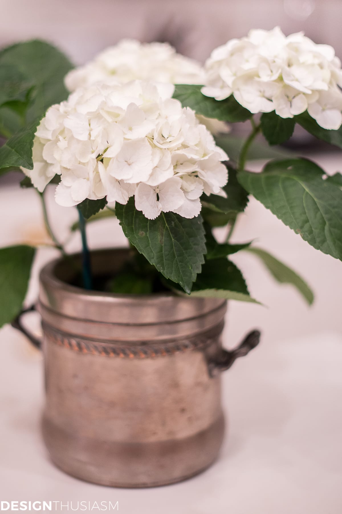 White hydrangea - terilynadamsblog.com
