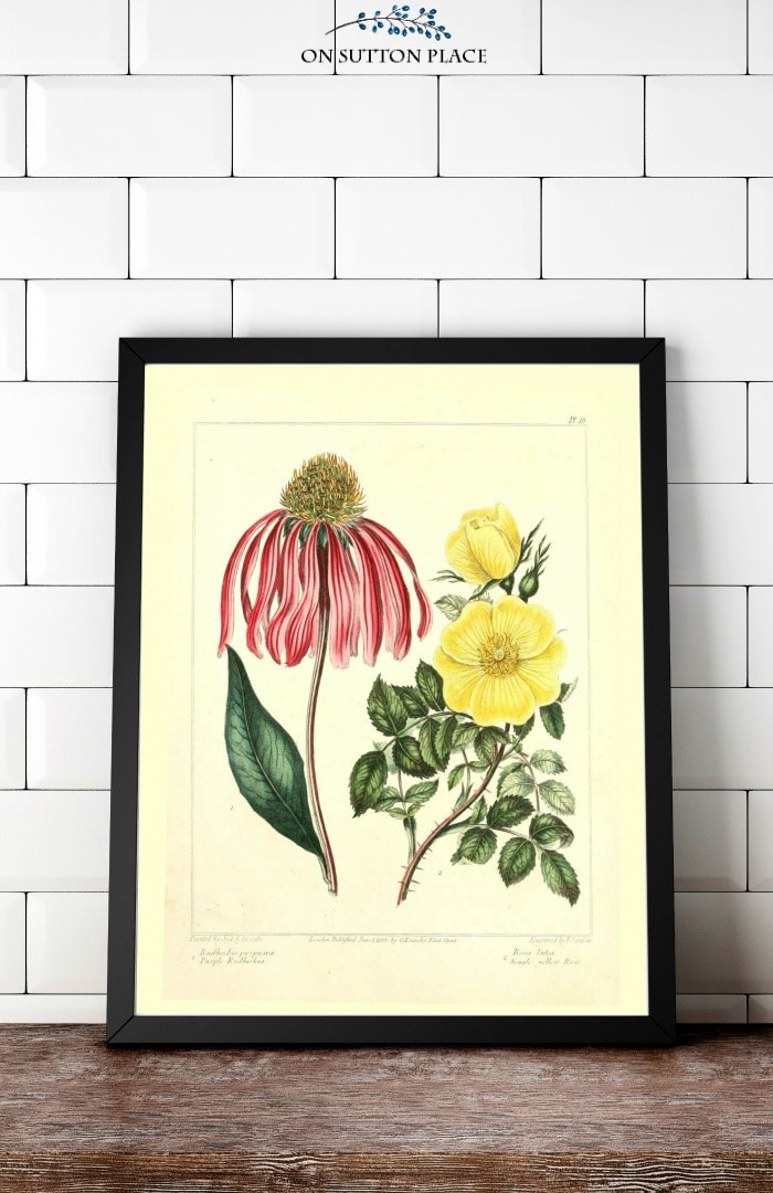 Collection of Vintage Botanicals from On Sutton Place