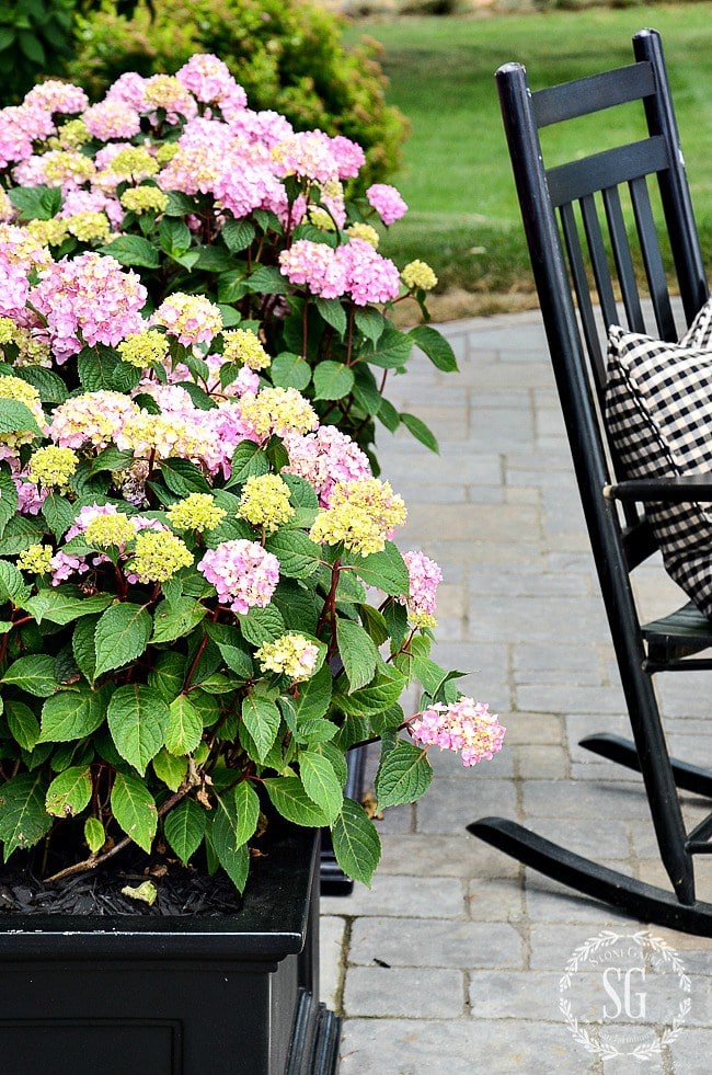 HYDRAN-GEAS-IN-PLANTERS-AND-HACK-pink-and-black-stonegableblog