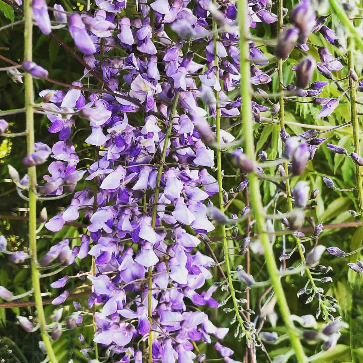 10 Things Every Beginning Gardener Should Know - Healing Harvest Homestead