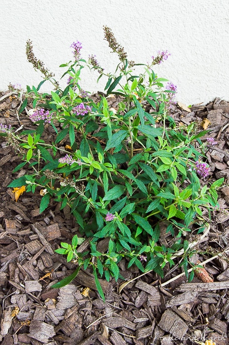 5 TIPS FOR NEW GARDEN PLANTS - Table + Hearth
