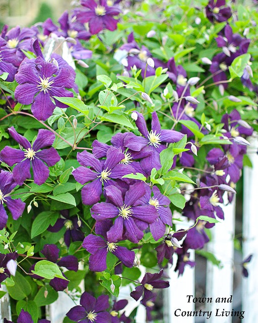 Five Tips for Successful Flower Gardening - Town and Country Living