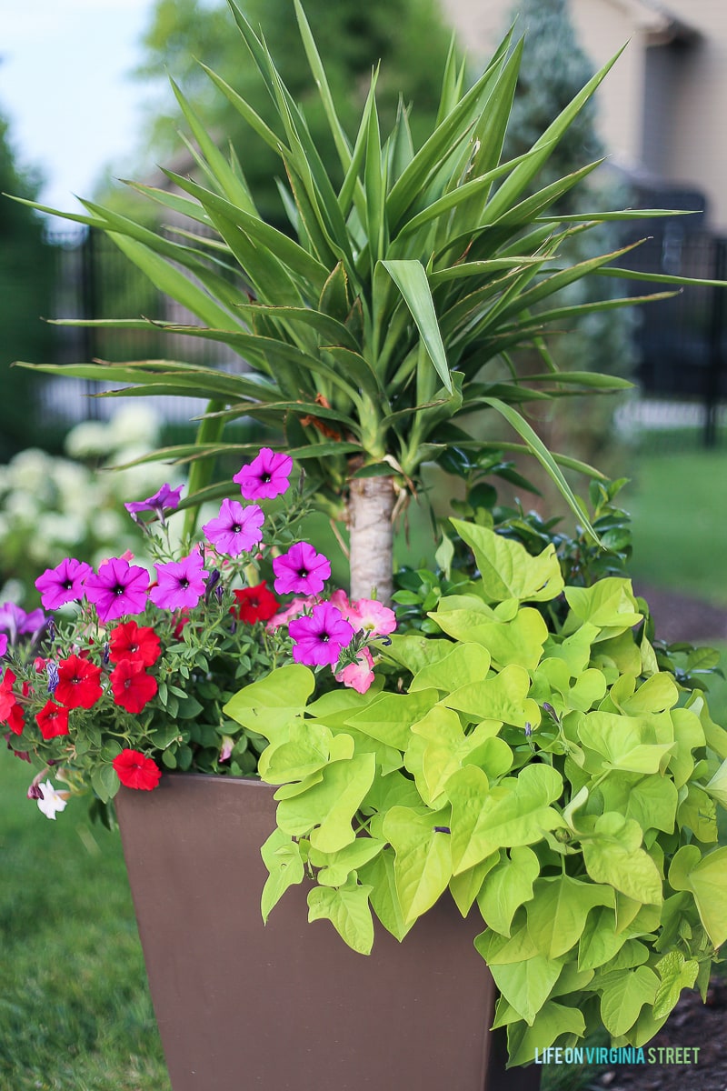 How to Creat the Perfecr Summer Planters - Life on Virginia Street