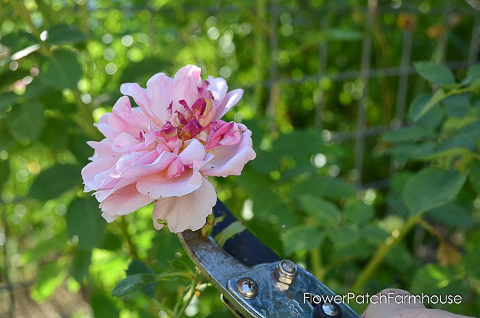 How to Dead Head Flowers-Flower Patch Farmhouse