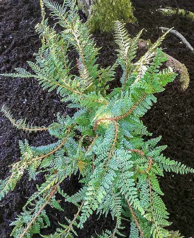 How to Divide Ferns to Create a Woodland Garden - The Handyman's Daughter