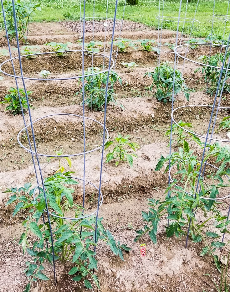 PLANTING A VEGETABLE GARDEN - Gwin Gal