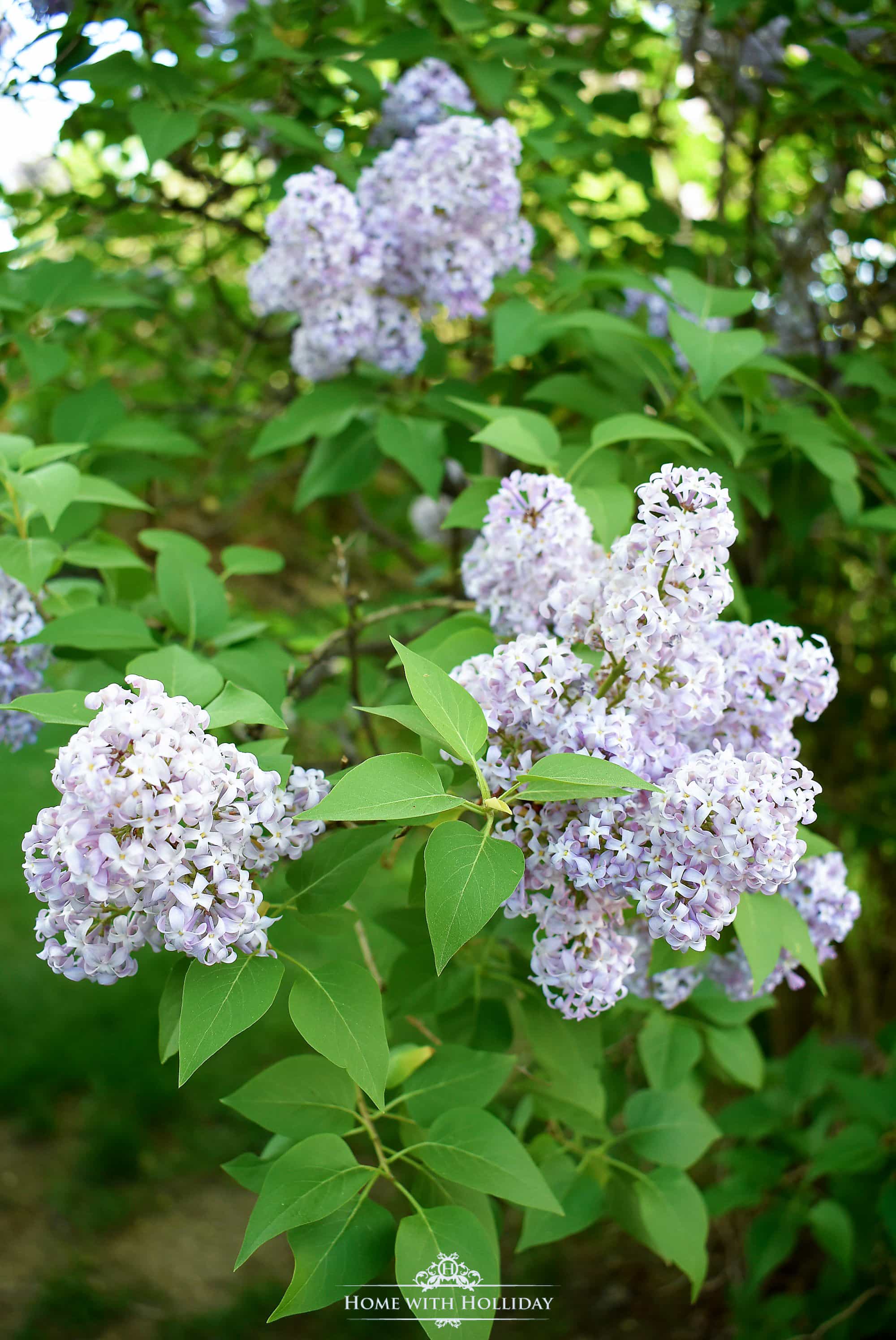 Pruning and Enjoying Lilacs - Home with Holliday