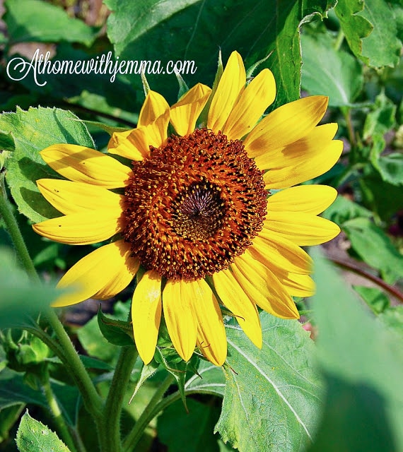 SUMMER GARDENING PRACTICES - At Home with Jemma