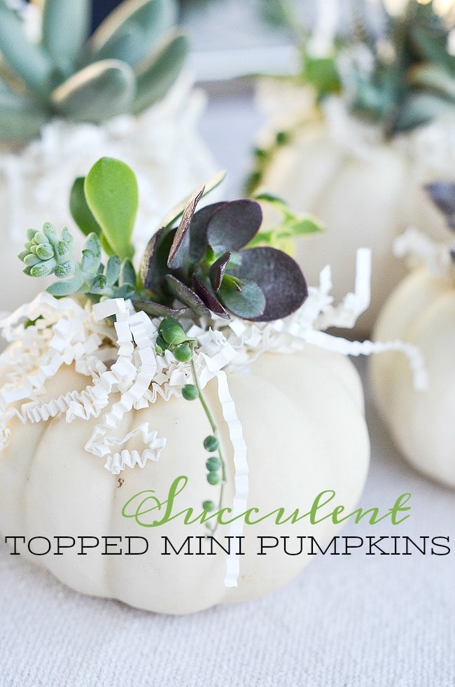 SUCCULENT TOPPED MINI PUMPKINS
