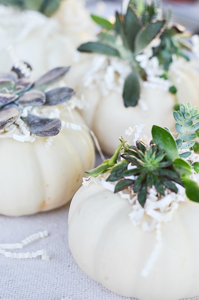 SUCCULENT TOPPED MINI PUMPKINS-8-2