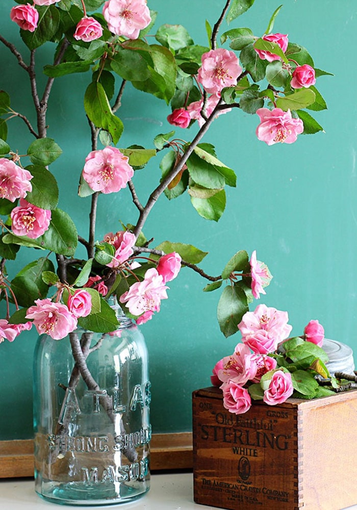 forcing-flowering-branches-spring-crabapple