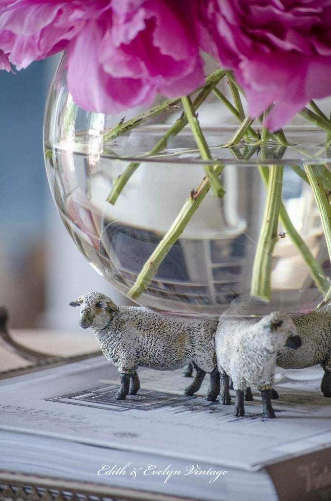sheep