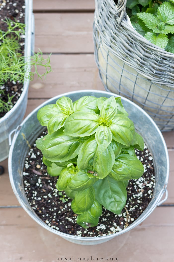 All About Basil from On Sutton Place