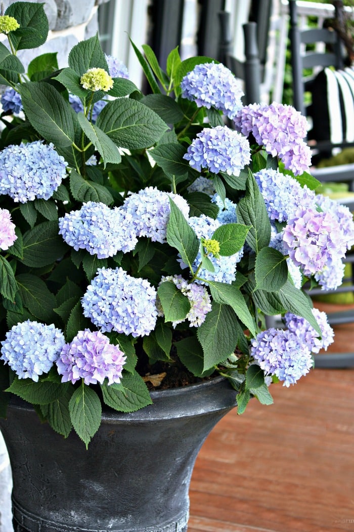 PERK UP YOUR PORCH AND PATIO THIS SPRING-hydrangeas in outdoor pots-stonegableblog.com