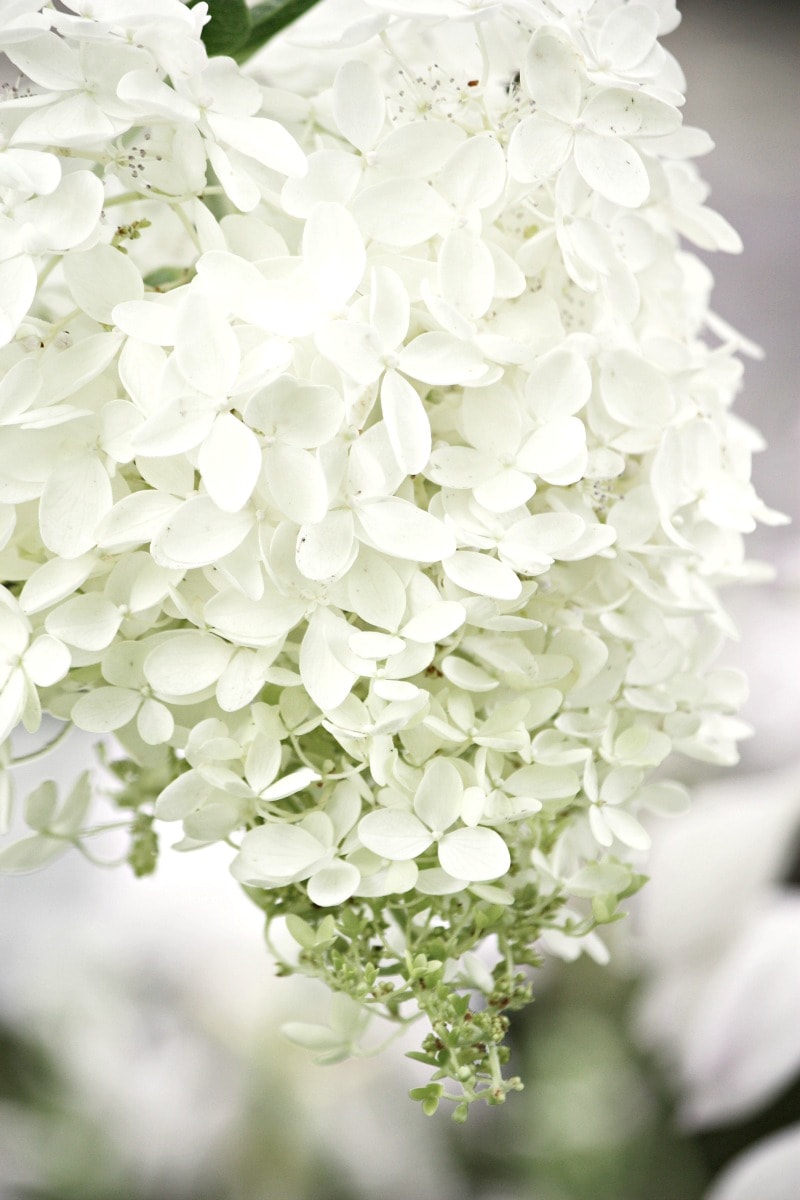 WHITE HYDRANGEAS