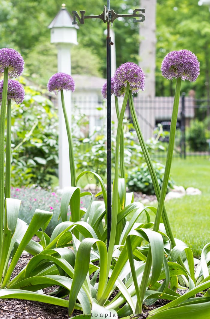 Best Bulbs for Fall Planting from On Sutton Place