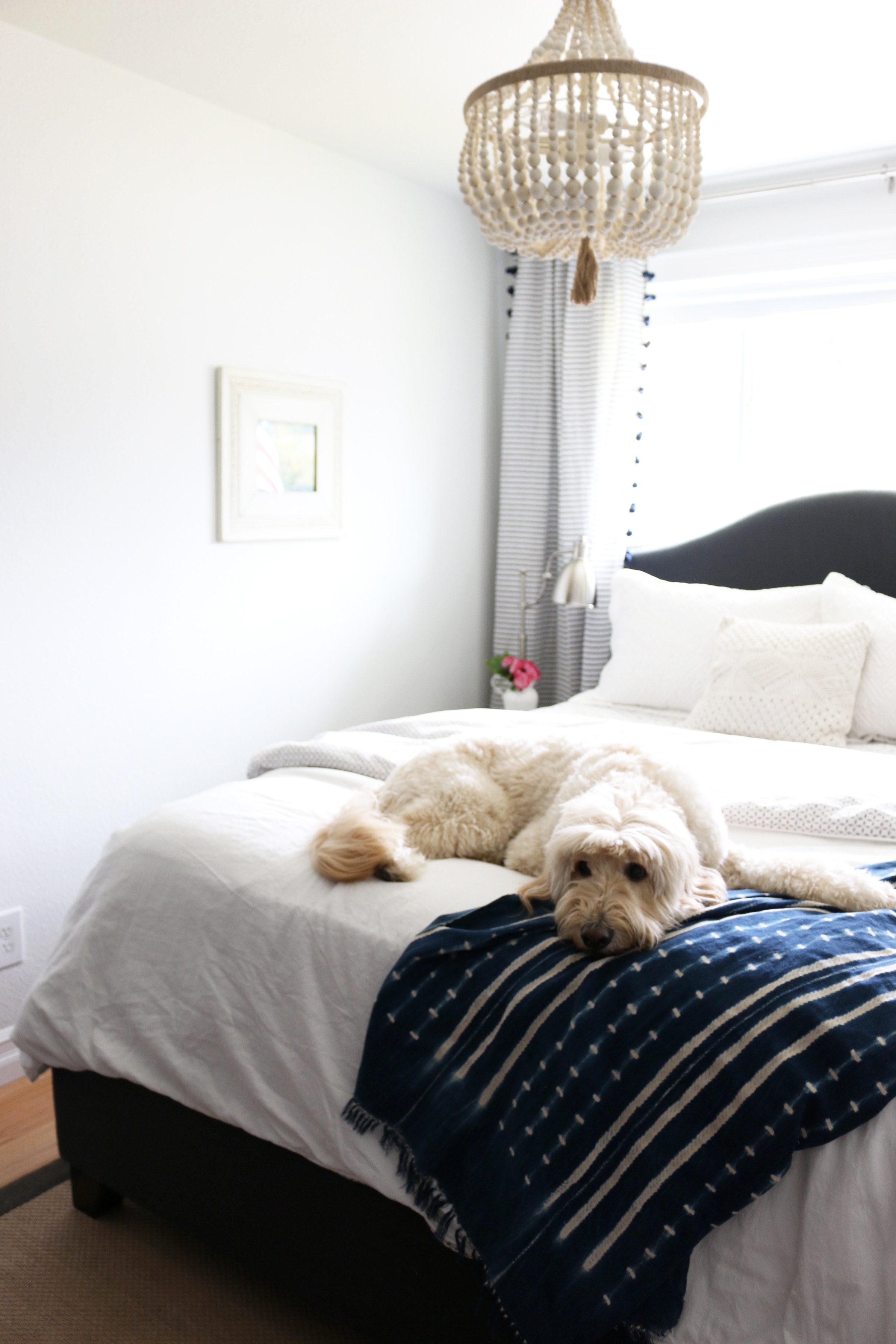 Jack the Goldendoodle - The Inspired Room Small Guest Room Design