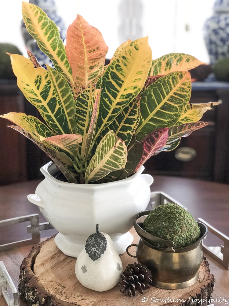 best-houseplants-to-grow