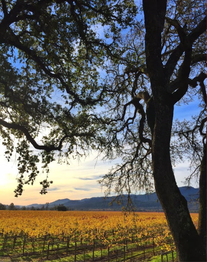 7 Things to Do in the Wine Country