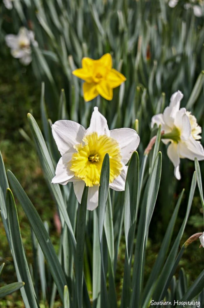 daffodil garden show
