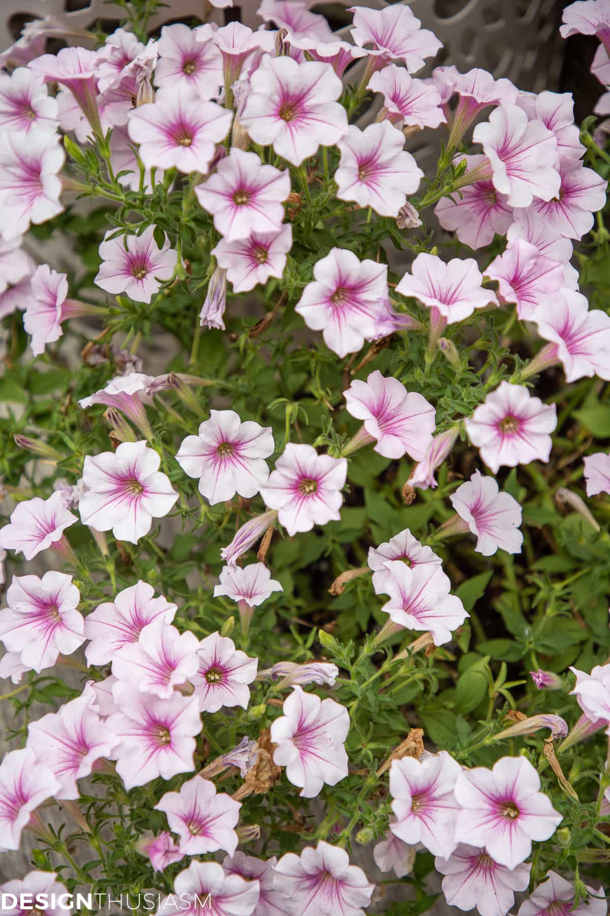 mothers day flowers