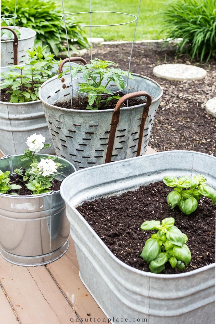 5 Tips for Growing Herbs in Containers from On Sutton Place