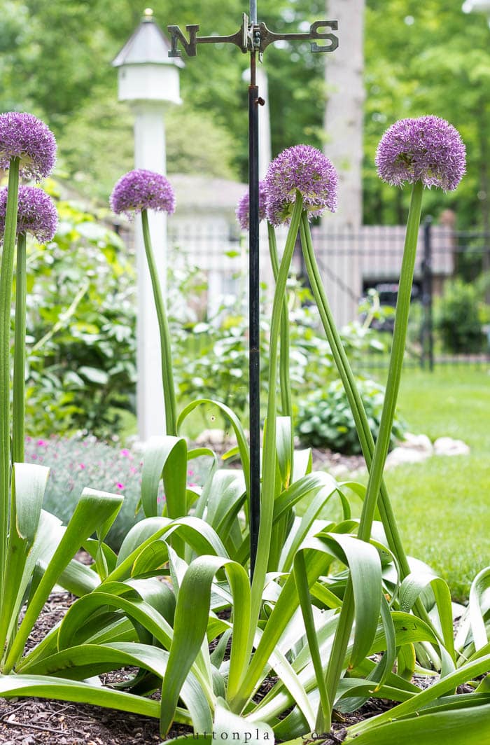 Growing Peonies & Allium from On Sutton Place