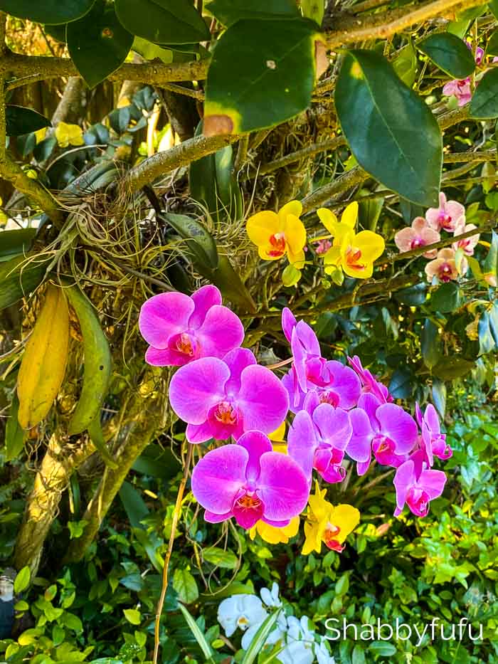 How To Grow Orchids Outside
