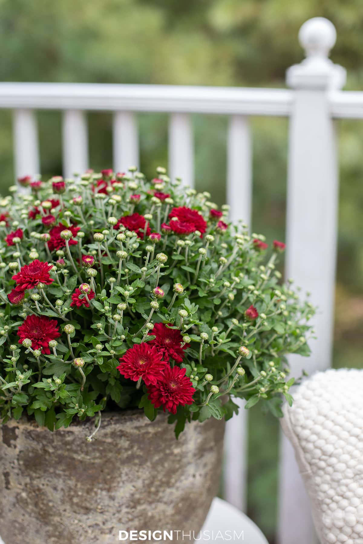 mums on the fall patio