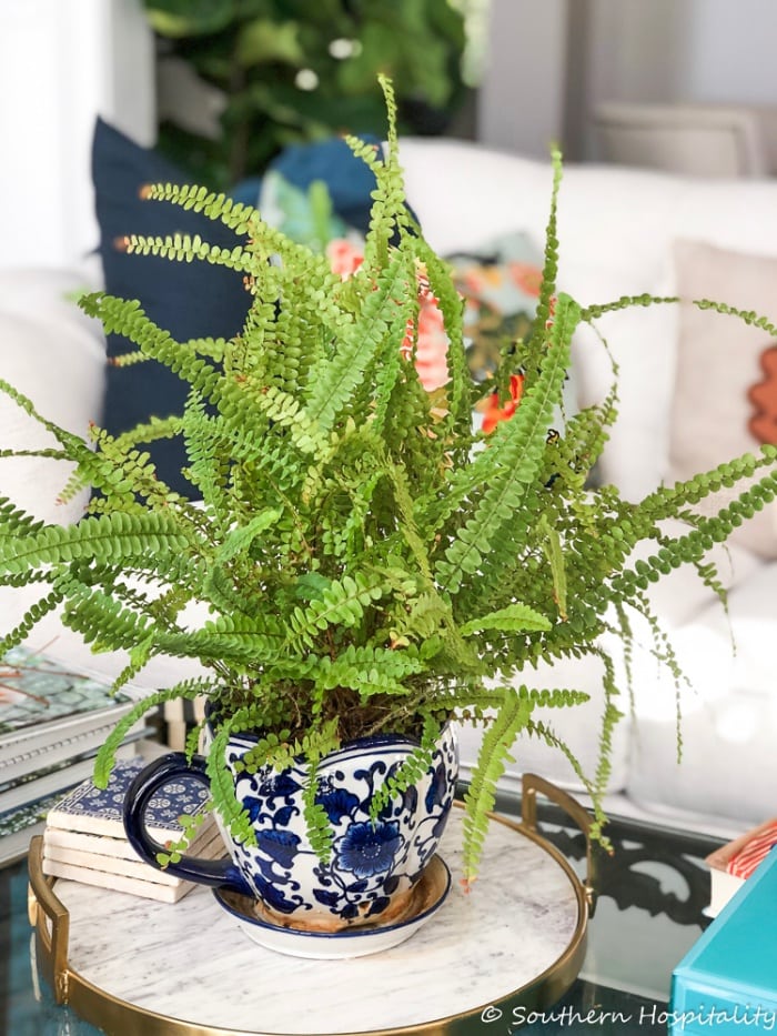 best-houseplants-to-grow