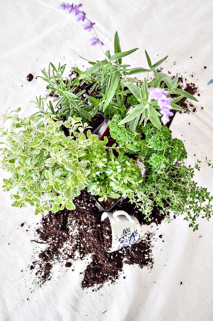 Herb Container Garden Guide- StoneGable