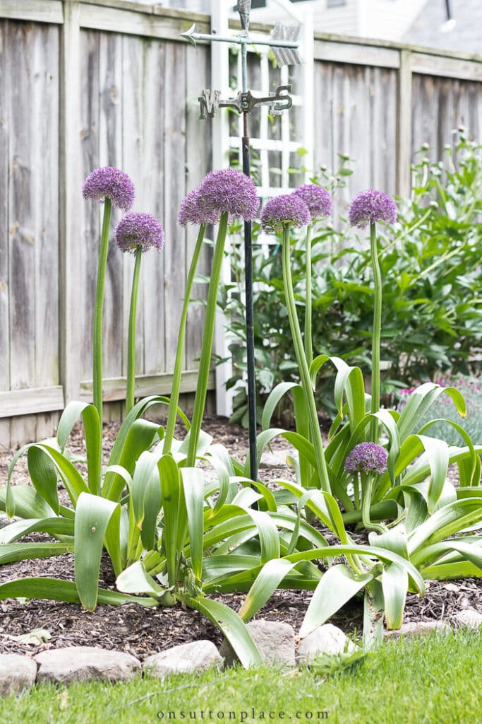 How to Simplify Your Garden Chores from On Sutton Place